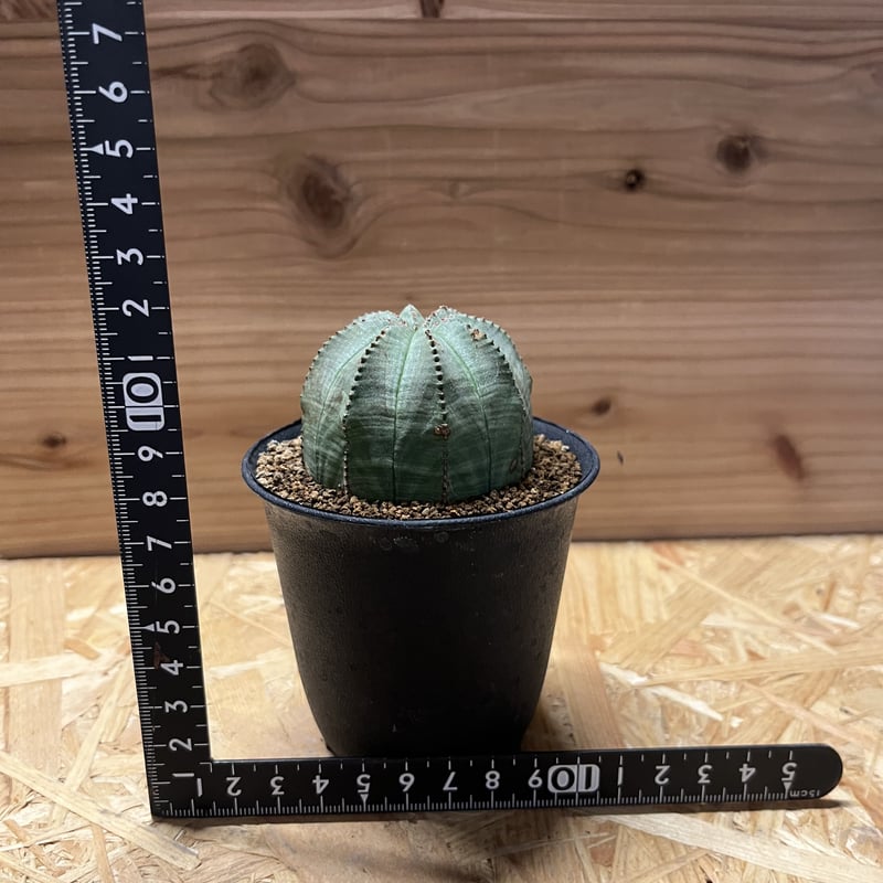 ユーフォルビア オベサ | GREEN LUCK