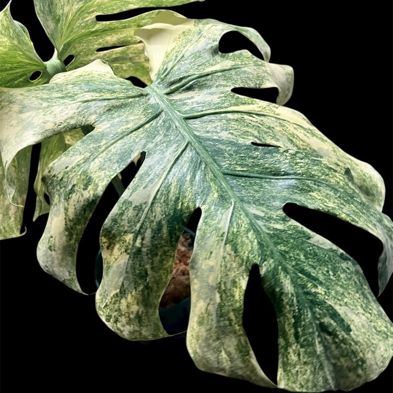 モンステラ デリシオーサ 'レガシー' | GREEN LUCK