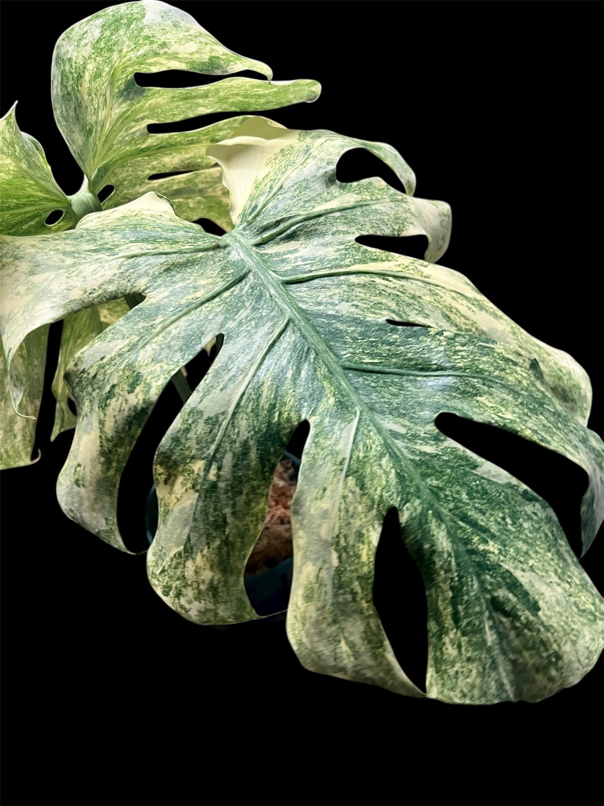 モンステラ デリシオーサ 'レガシー' | GREEN LUCK