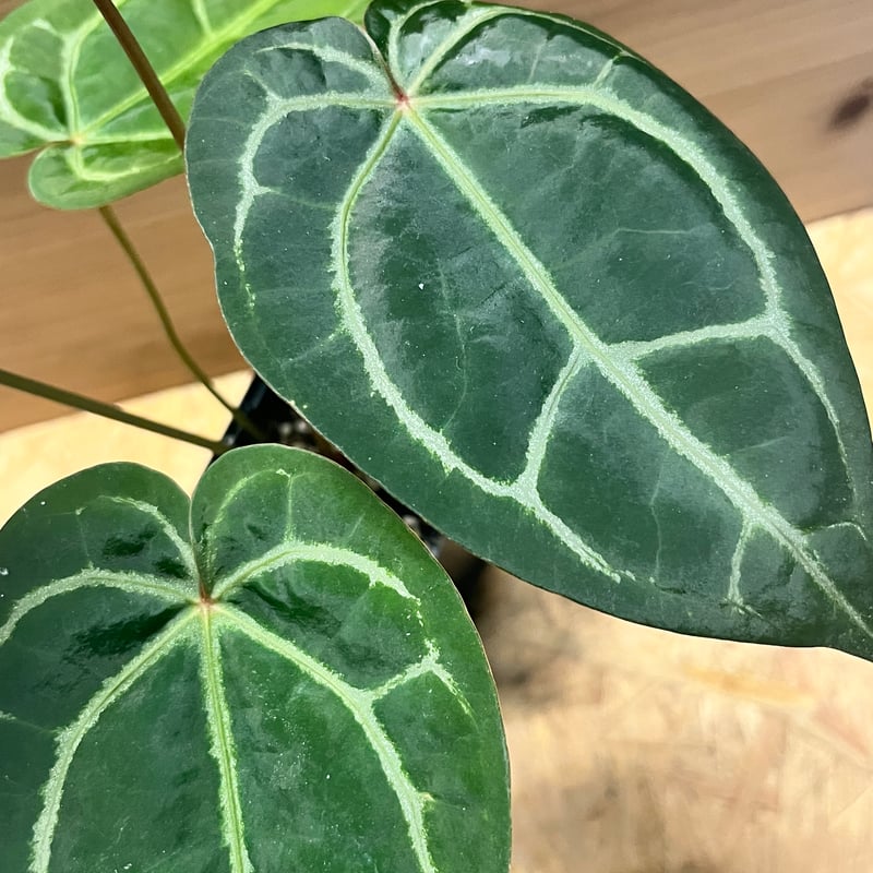 アンスリウム マグニフィカム'シルバー'×（ミシェル×ザラ）F3 | GREEN LUCK