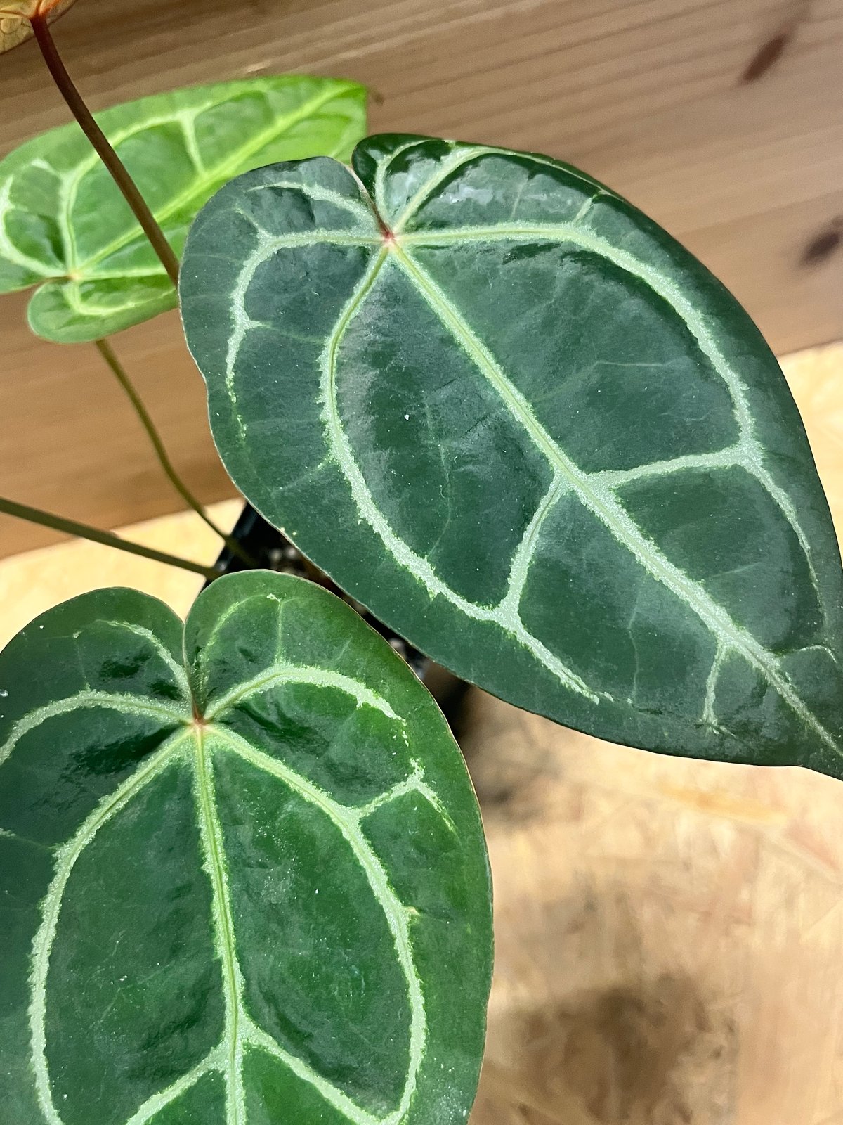 アンスリウム マグニフィカム'シルバー'×（ミシェル×ザラ）F3 | GREEN LUCK