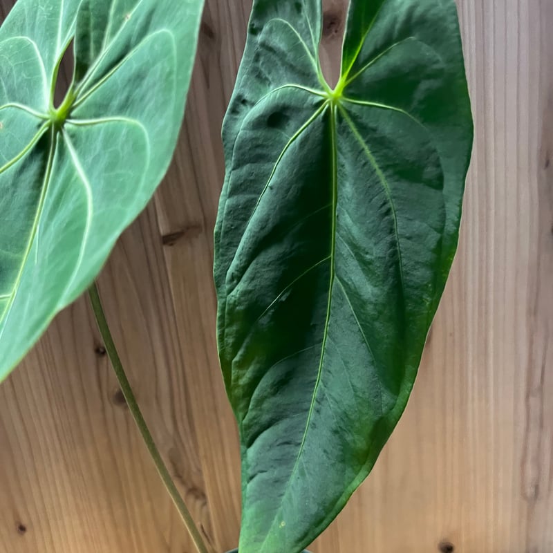 アンスリウム メタリカム | GREEN LUCK