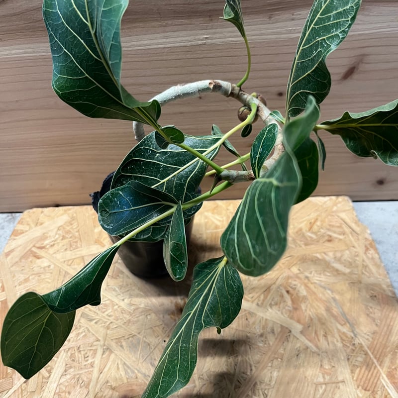 フィカス クリシュナ 5号 ② フィカス クリシュナボダイジュ | GREEN LUCK