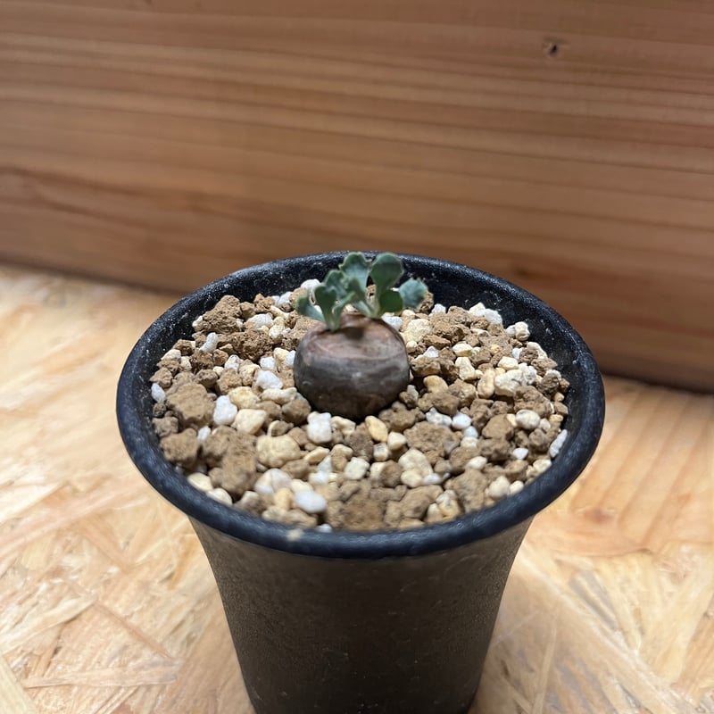 H*H様 オトンナ カカリオイデス 実生4年生4株セット オトンナ カカリオイデス | hanayoshi-botanical