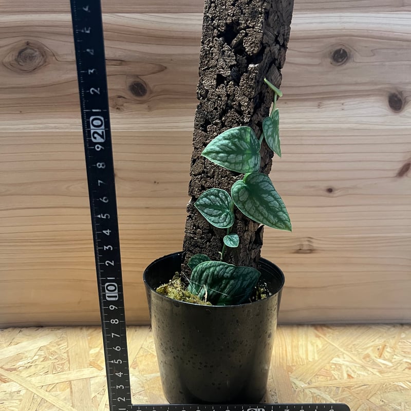 モンステラ デュビア | GREEN LUCK