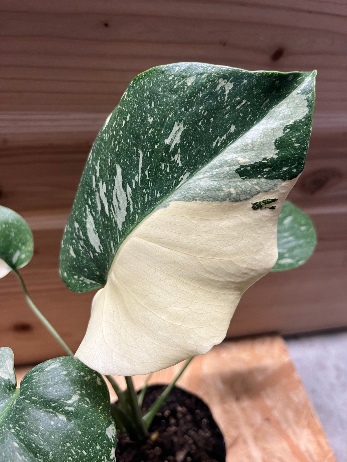 斑入りモンステラ イエローモンスター | GREEN LUCK