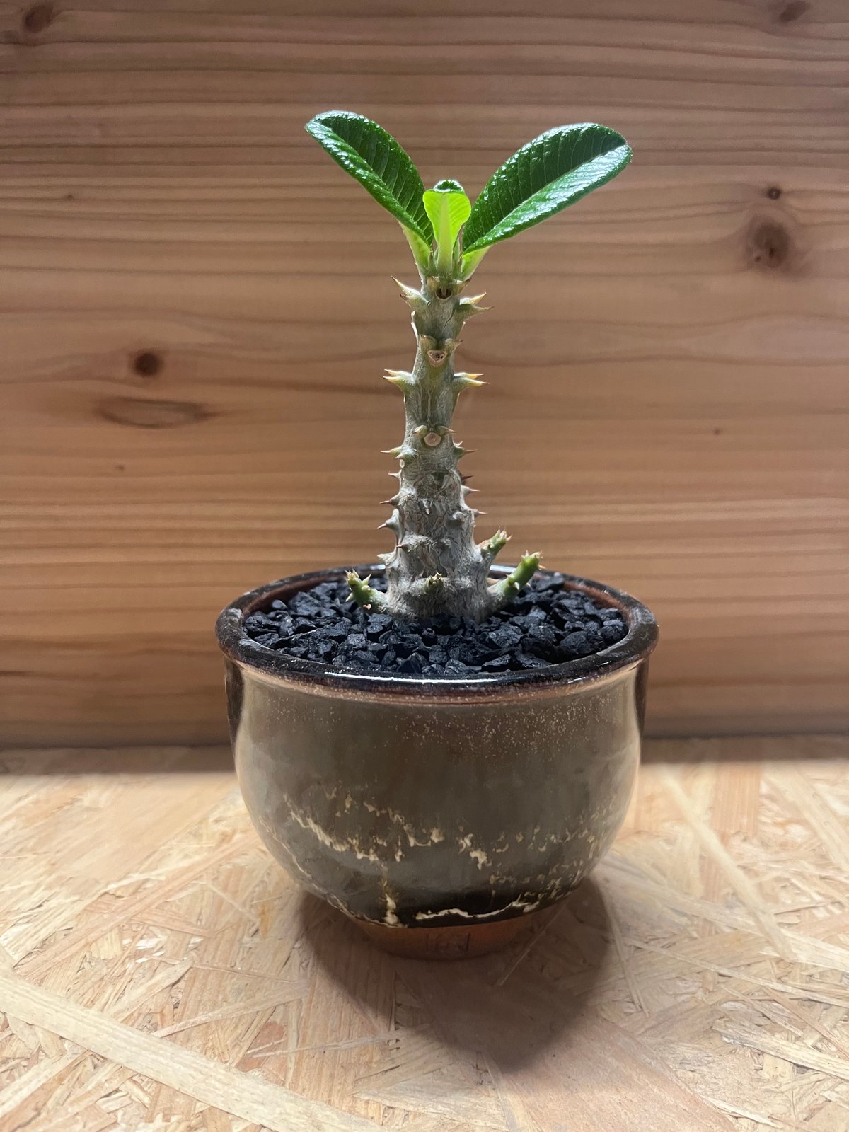 パキポディウム ウィンゾリー×伝市鉢 | GREEN LUCK