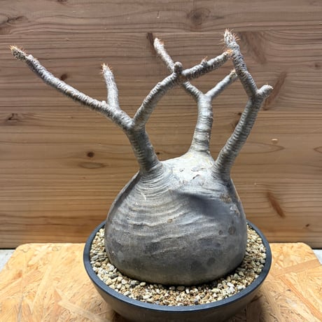 グラキリス | STORES