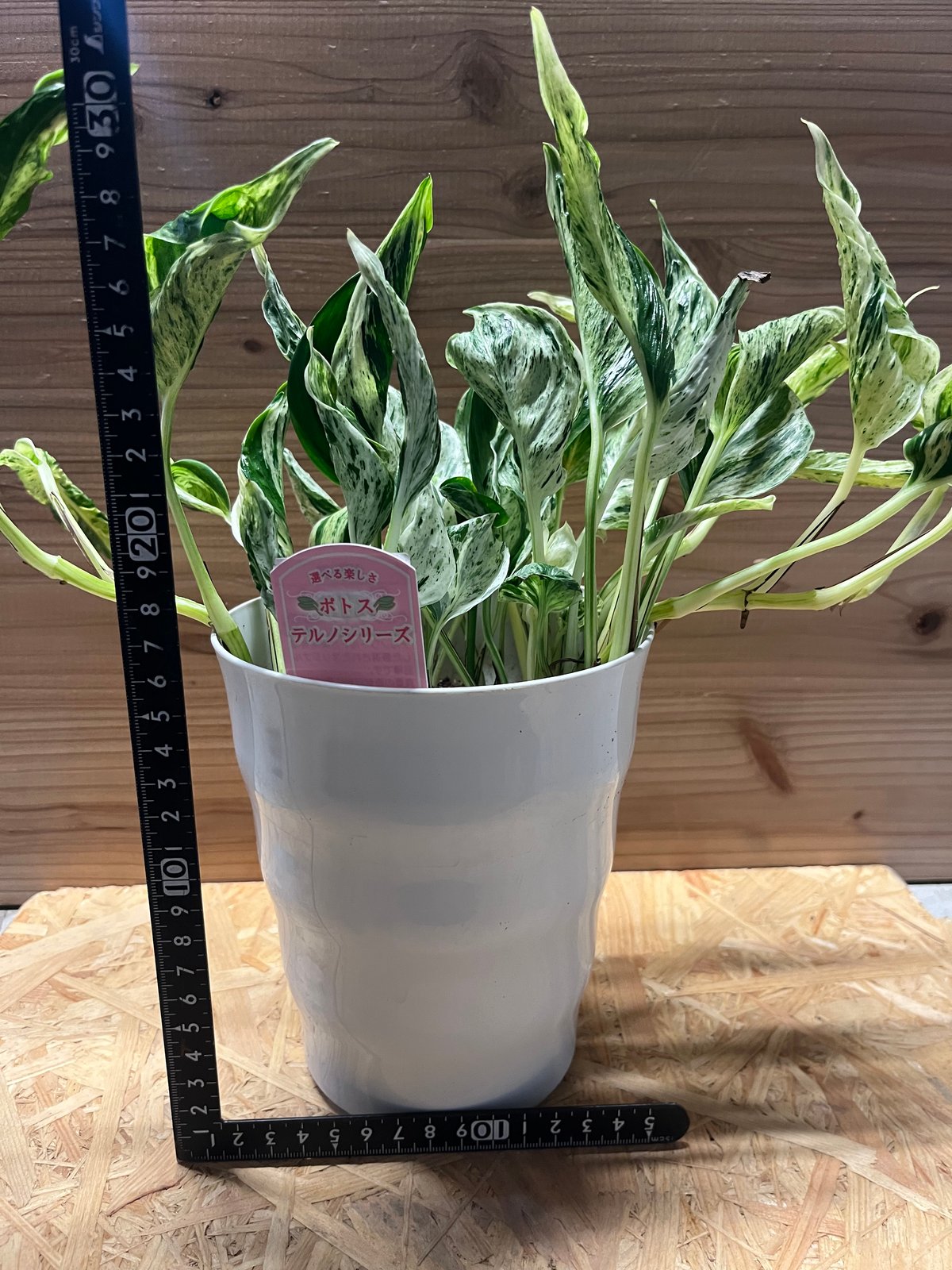 テルノカグヤ ポトス 5号 レア テルノシリーズ ラスト1株