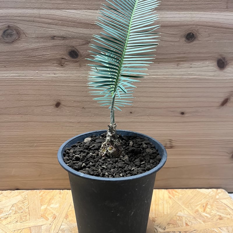 ディオーン エデュレ | GREEN LUCK