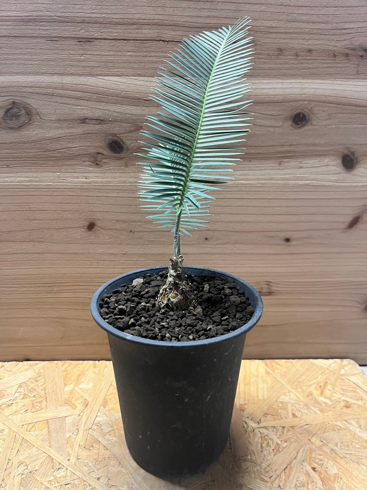 ディオーン エデュレ | GREEN LUCK