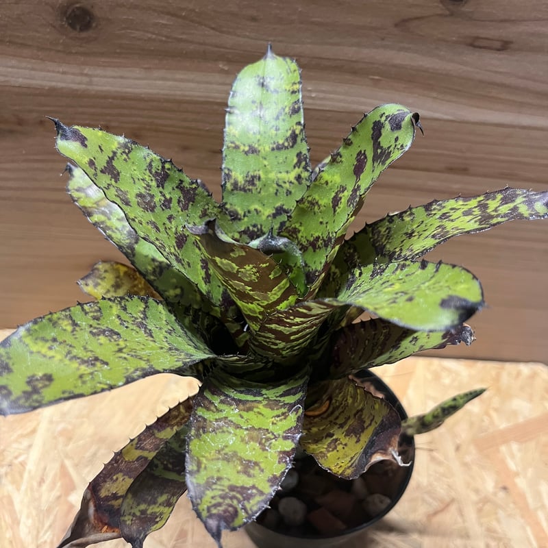 エクメア コレイアアラウジョイ | GREEN LUCK