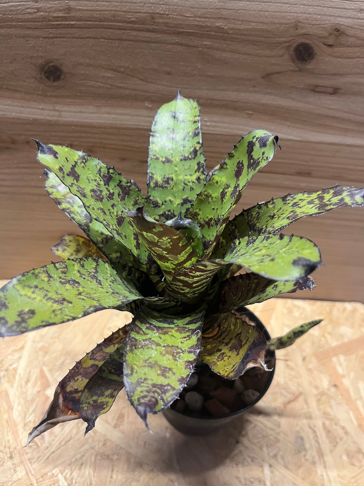 エクメア コレイアアラウジョイ | GREEN LUCK