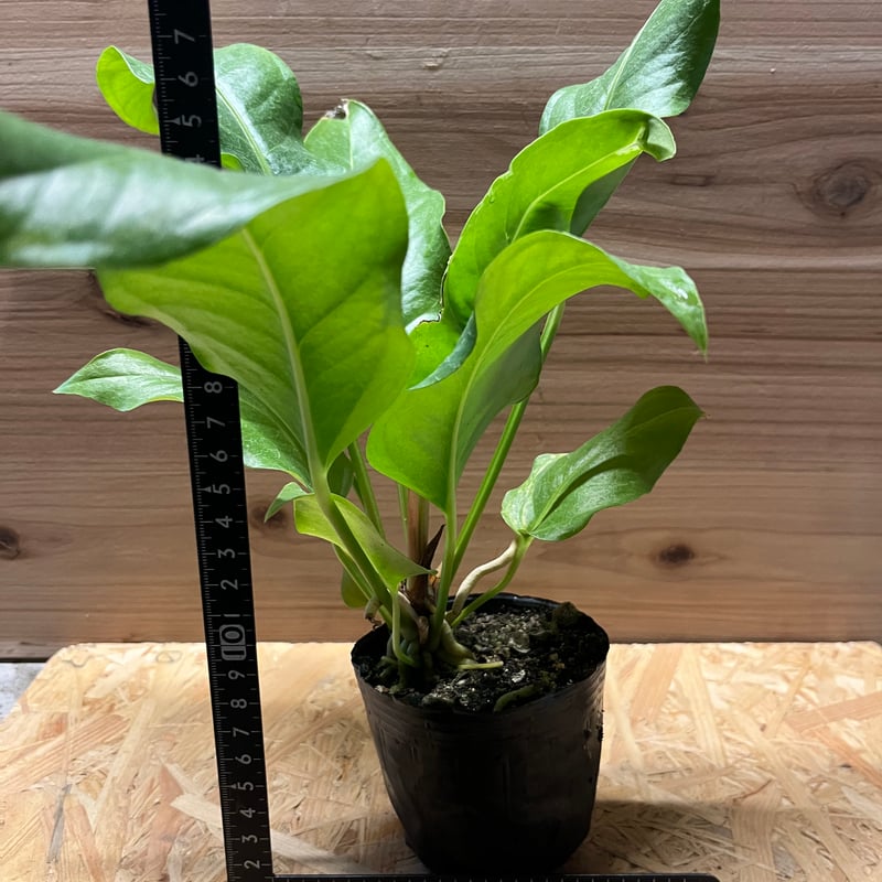 アンスリウム ジャングルキング | GREEN LUCK