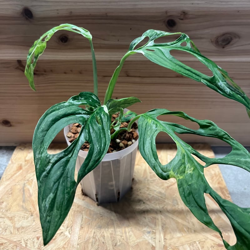 ピ*ス様 モンステラ　ミント　斑入り モンステラ ミント 斑入り 【公式通販】