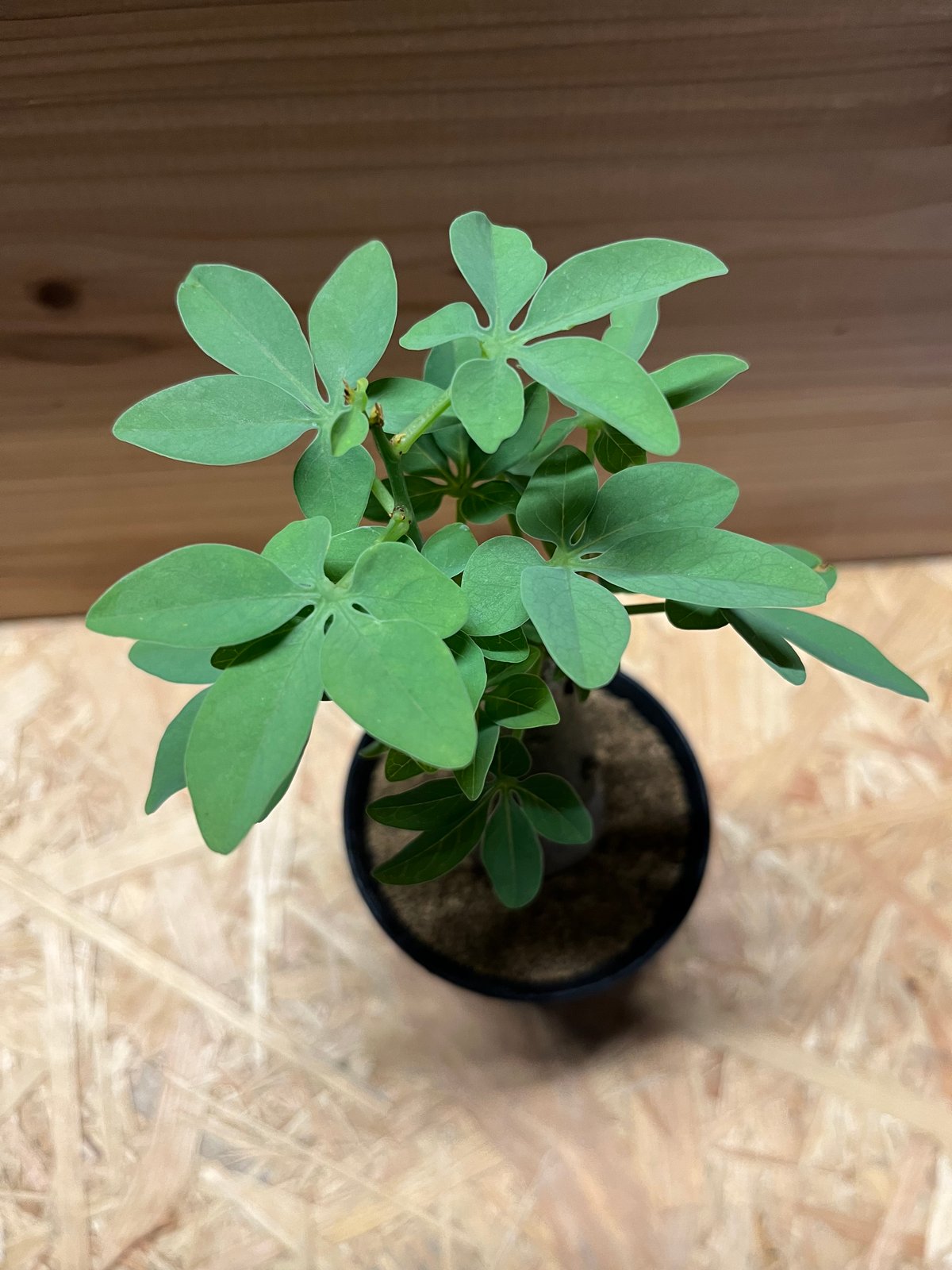 アデニア グラウカ 幻蝶かずら | GREEN LUCK アデニア グラウカ 幻蝶かずら | GREEN LUCK