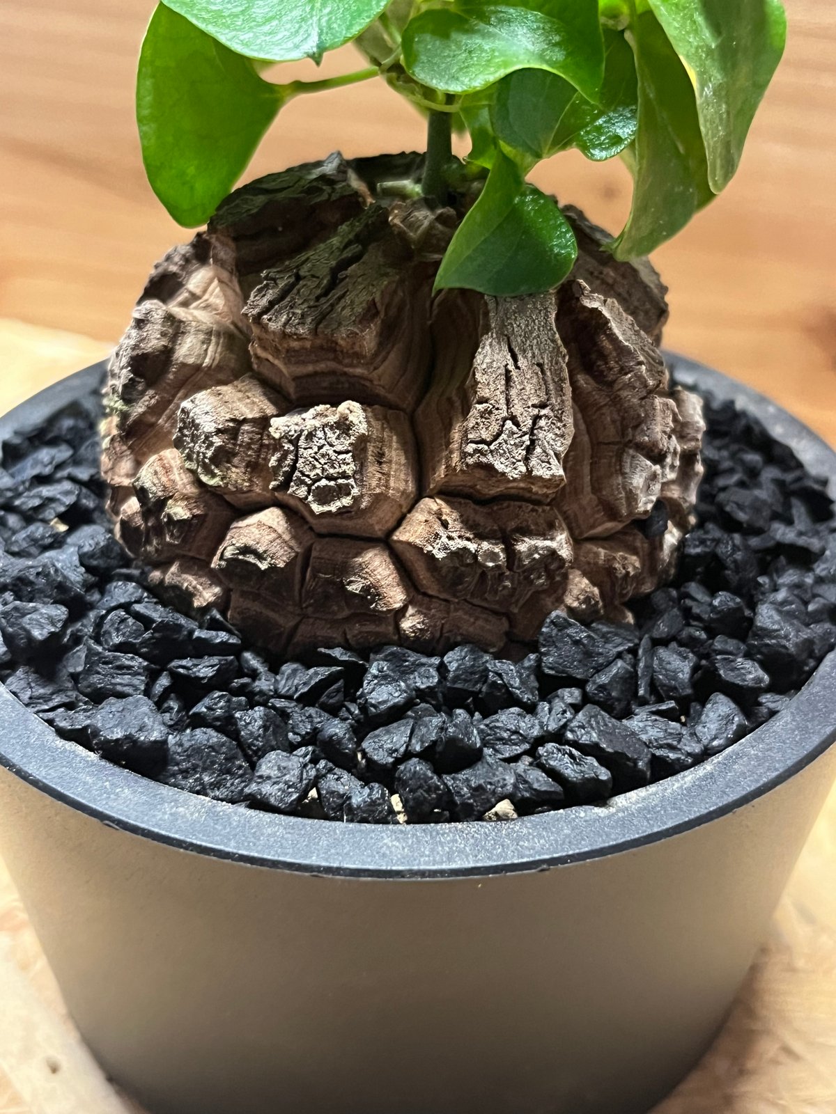 亀甲竜 ディオスコレア エレファンティペス | GREEN LUCK