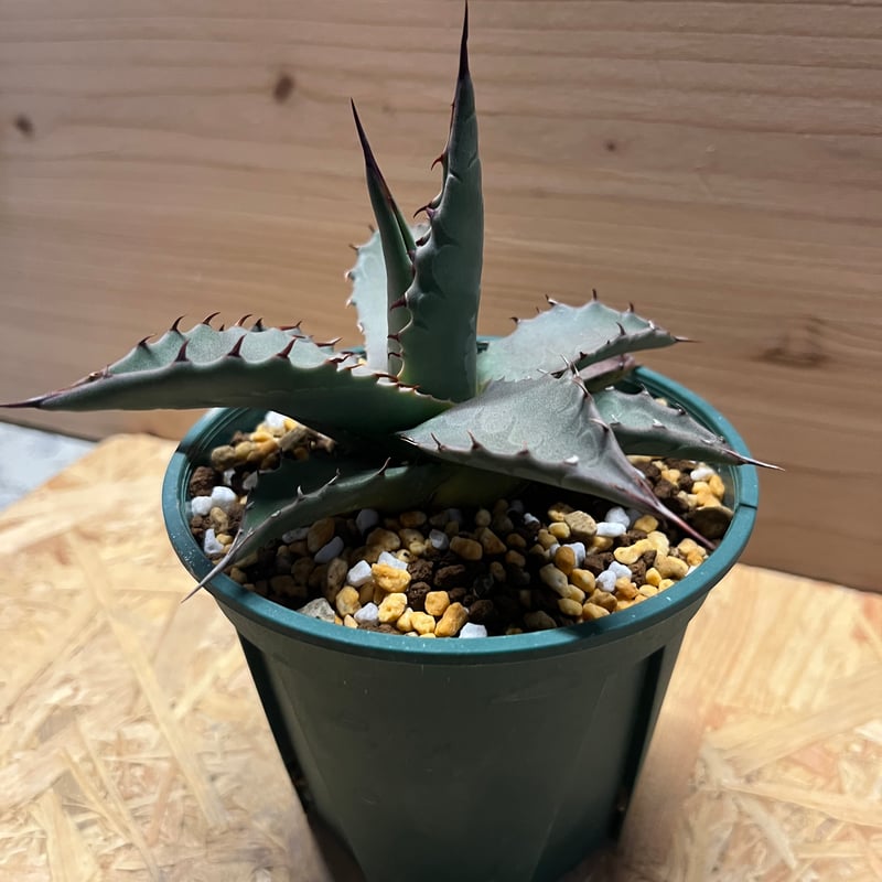 アガベ パリー ネオメキシカーナ | GREEN LUCK