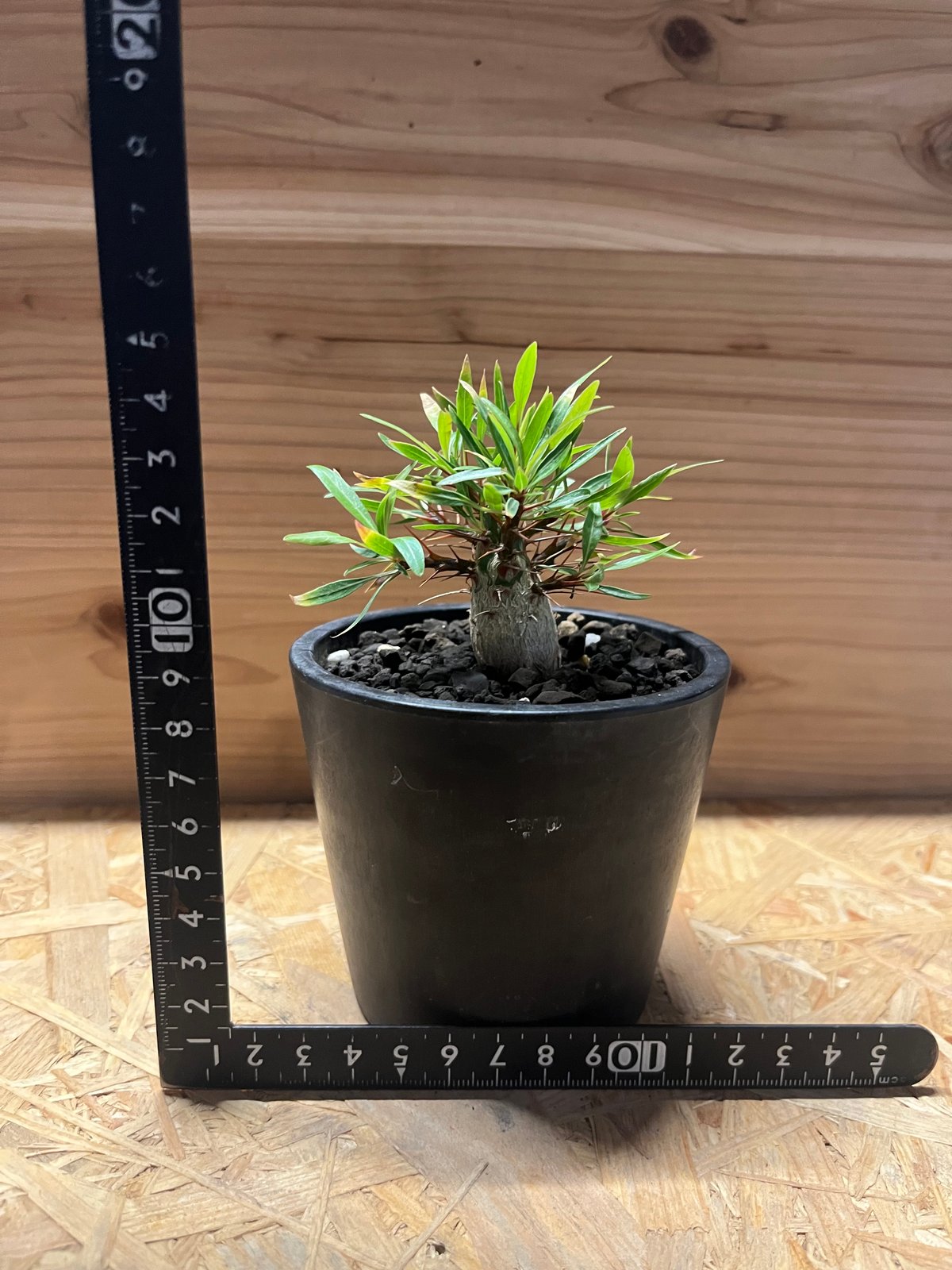フォークイエリア　プルプシー　鉢ごと フォークイエリア・プルプシー | 多肉植物・特別な鉢の販売