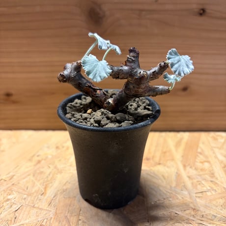 ペラルゴニウムミラビレ | STORES