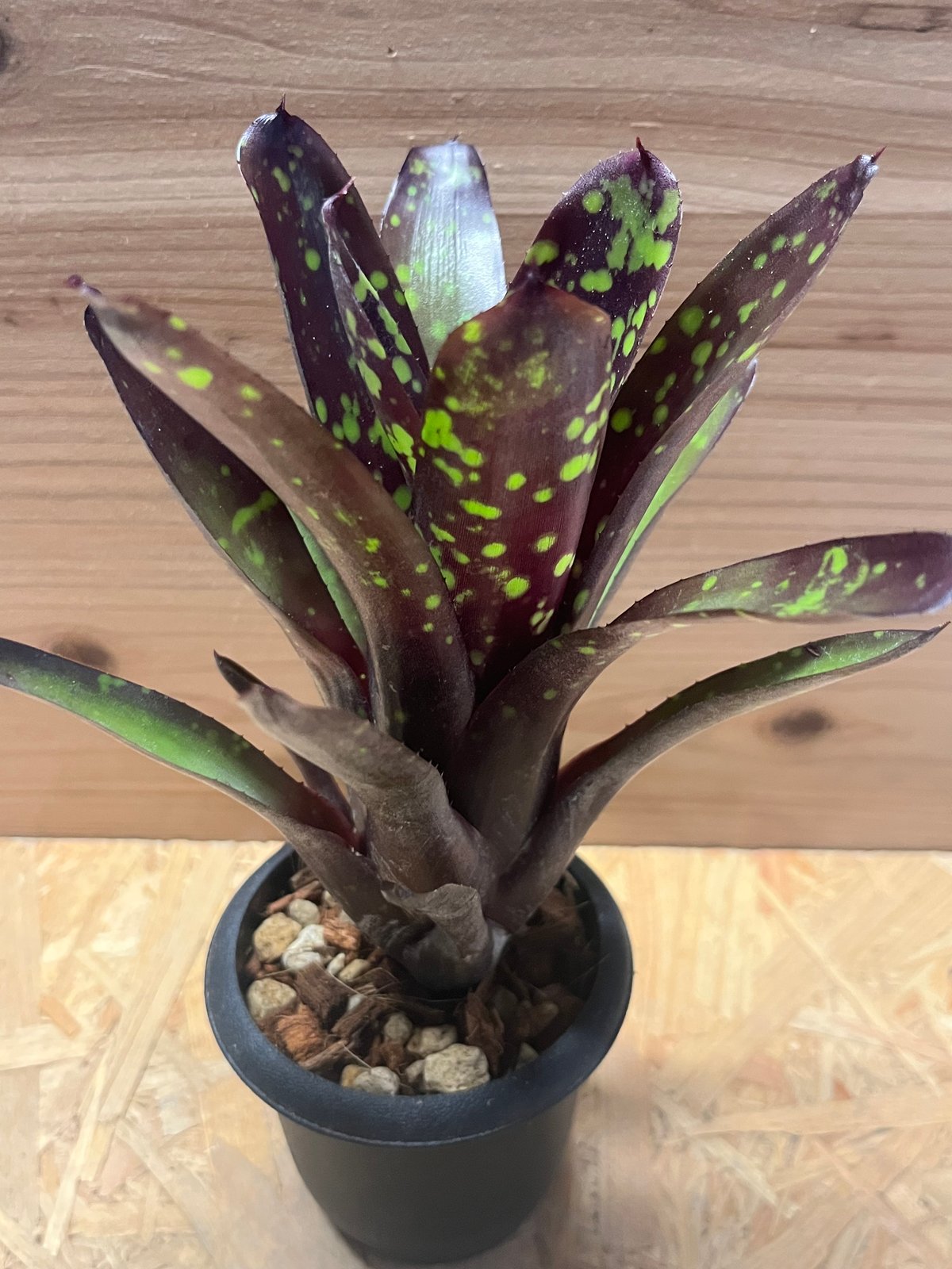 ネオレゲリア　ノスフェラトゥ ネオレゲリア ノスフェラトゥ | GREEN LUCK