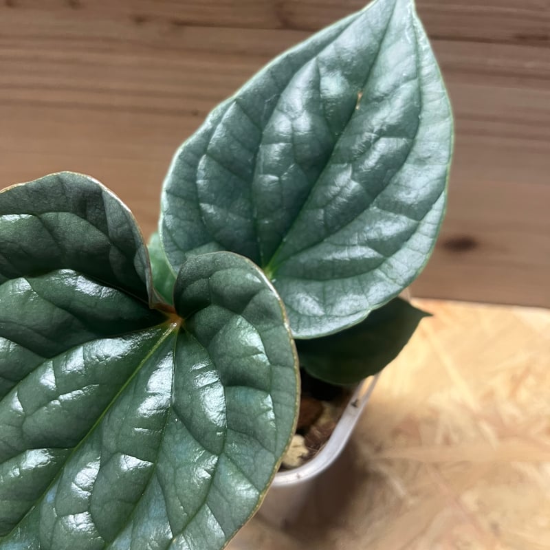 アンスリウム ルクスリアンス | GREEN LUCK