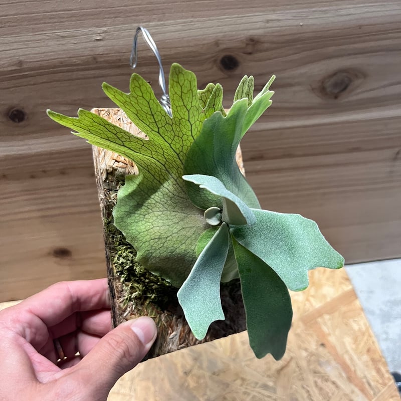 ビカクシダ ウィリンキー ミックススポア | GREEN LUCK