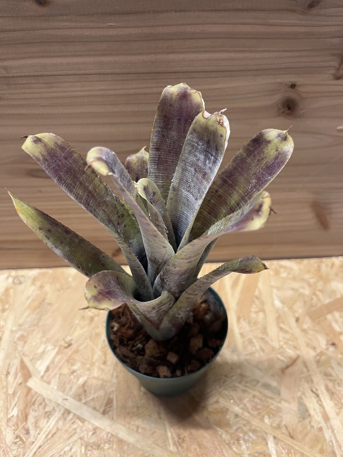 ネオレゲリア パウシフローラ スーパーホワイトクローン | GREEN LUCK