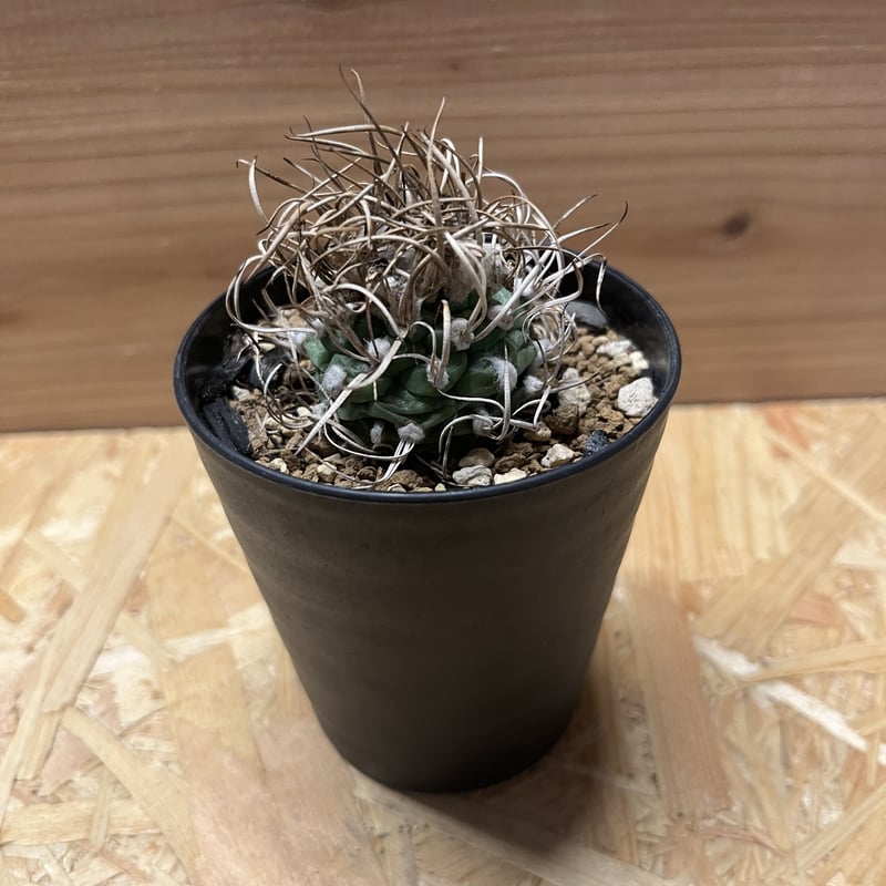 牙城丸　ツルビニカルプス　サボテン　昇竜丸黒王丸 turbinicarpus 昇竜丸《大きめM size》※littmon seed9年株※選抜