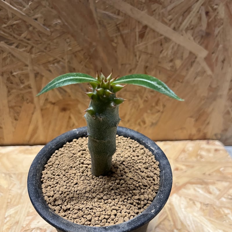 パキポディウム バロニー | GREEN LUCK