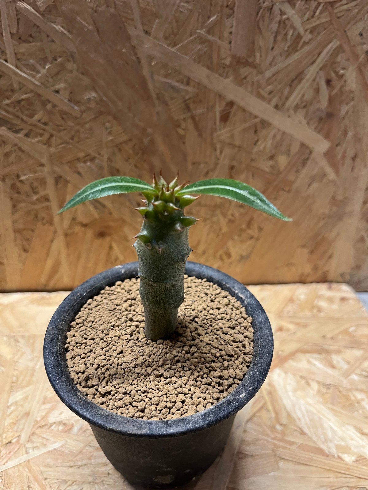 パキポディウム バロニー 珍株 3分岐 純血 実生 送料込み パキポディウム バロニー 珍株 3分岐 純血 実生 送料込み