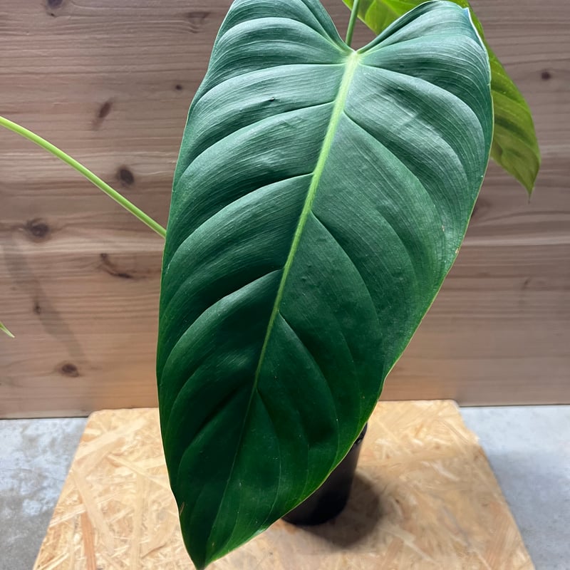 フィロデンドロン エスメラルデンセ | GREEN LUCK