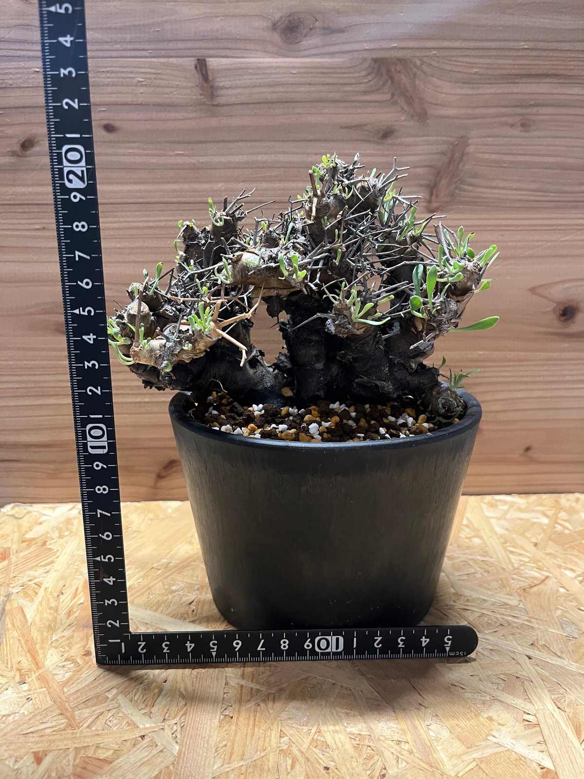 MIYABIさま LA27♥ビオラレディ ♥希少♥人気品種♥花苗ポットごと