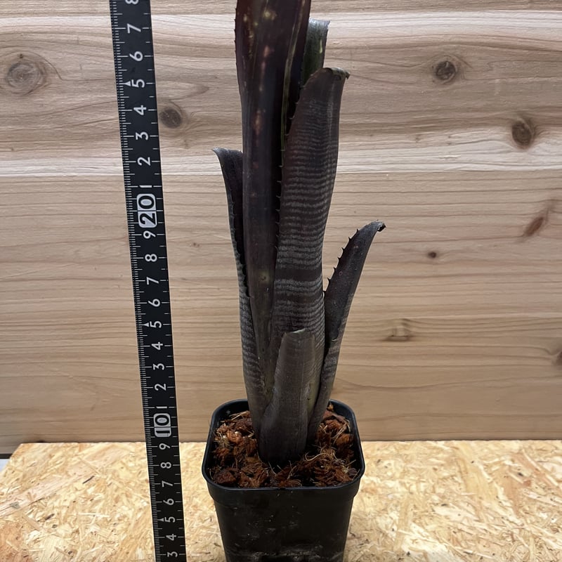 ビルベルギア ダースベイダー | GREEN LUCK