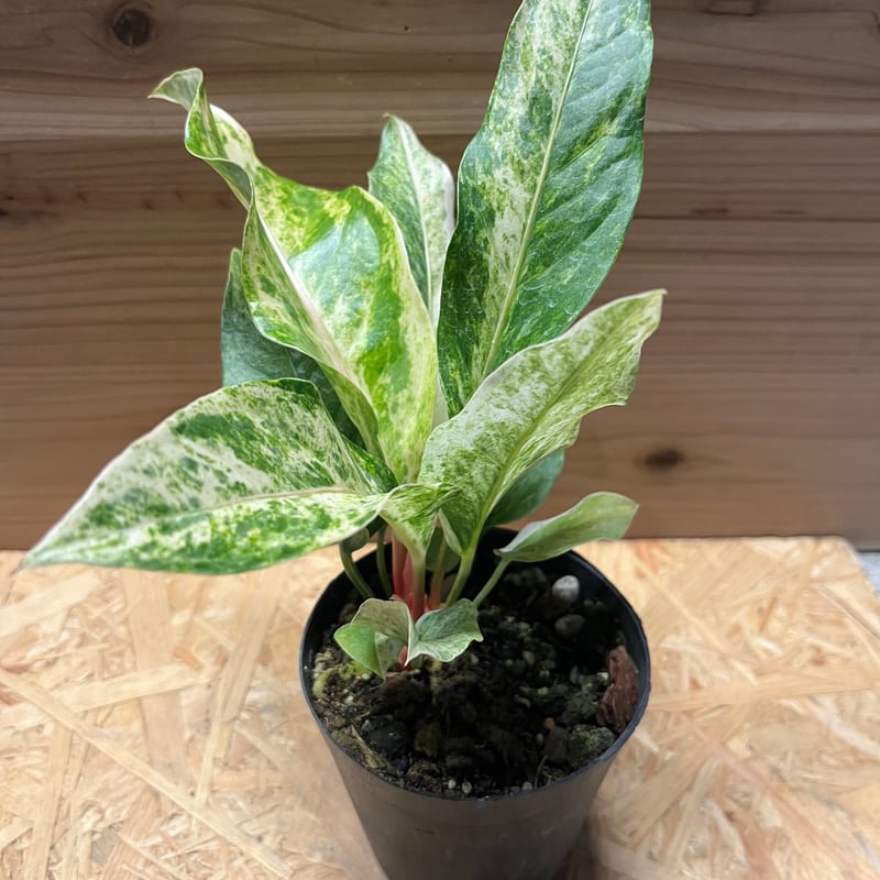 アンスリウム ジャングルブッシュ 斑入り | GREEN LUCK