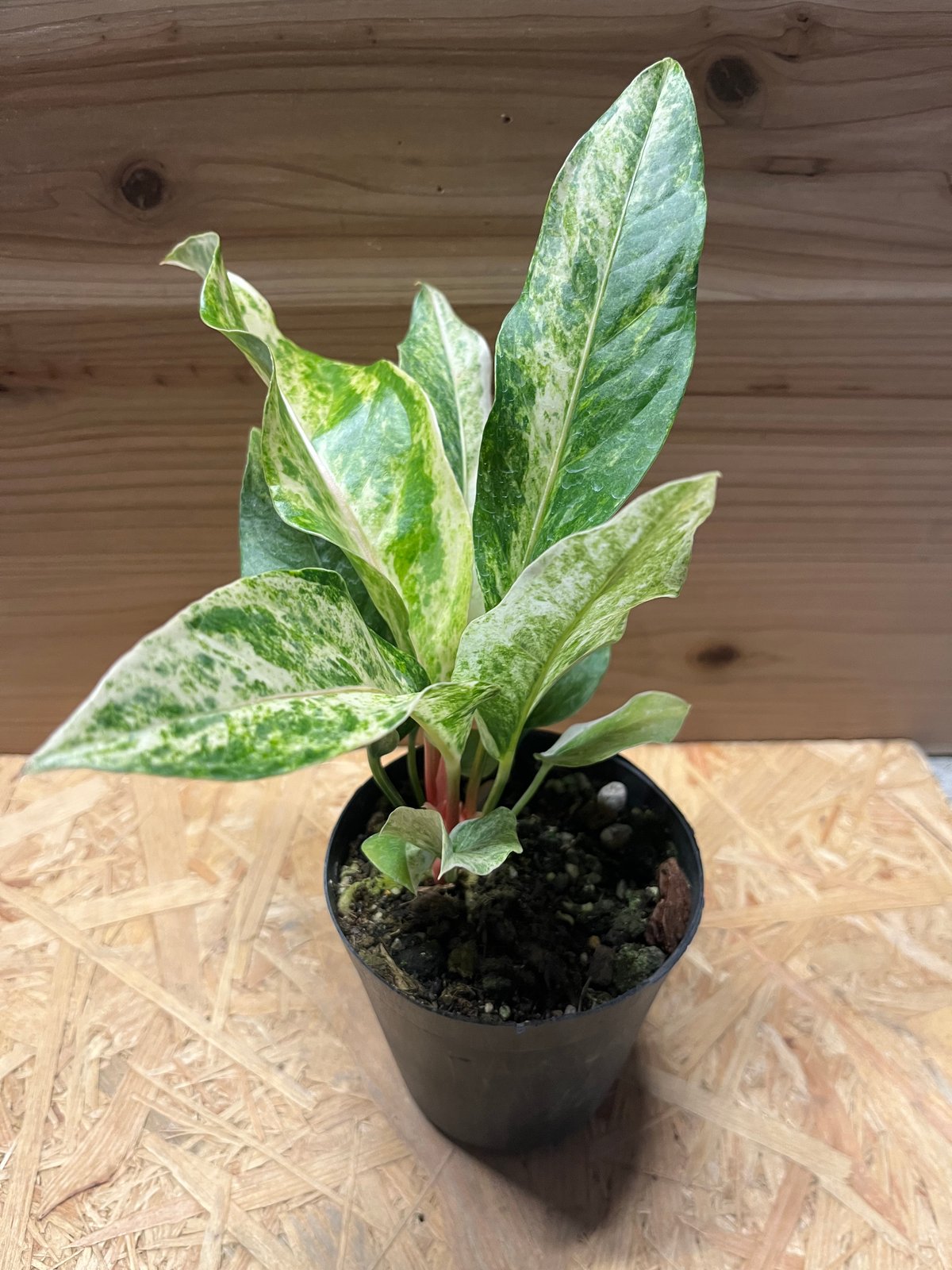 アンスリウム ジャングルブッシュ 斑入り | GREEN LUCK