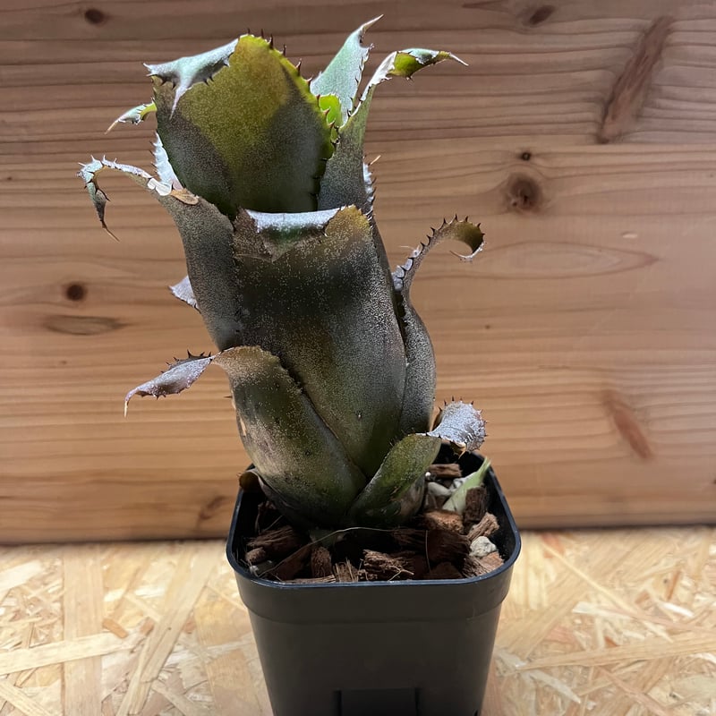 ホヘンベルギア アイスティー | GREEN LUCK