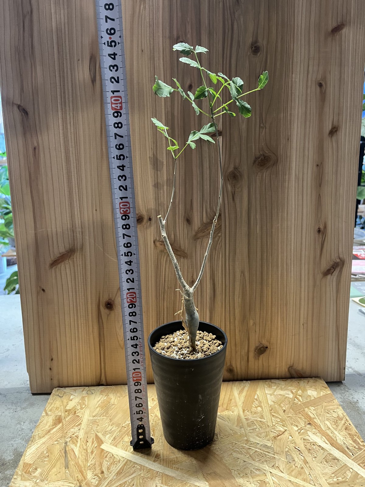 fit=scale-down,w=1200