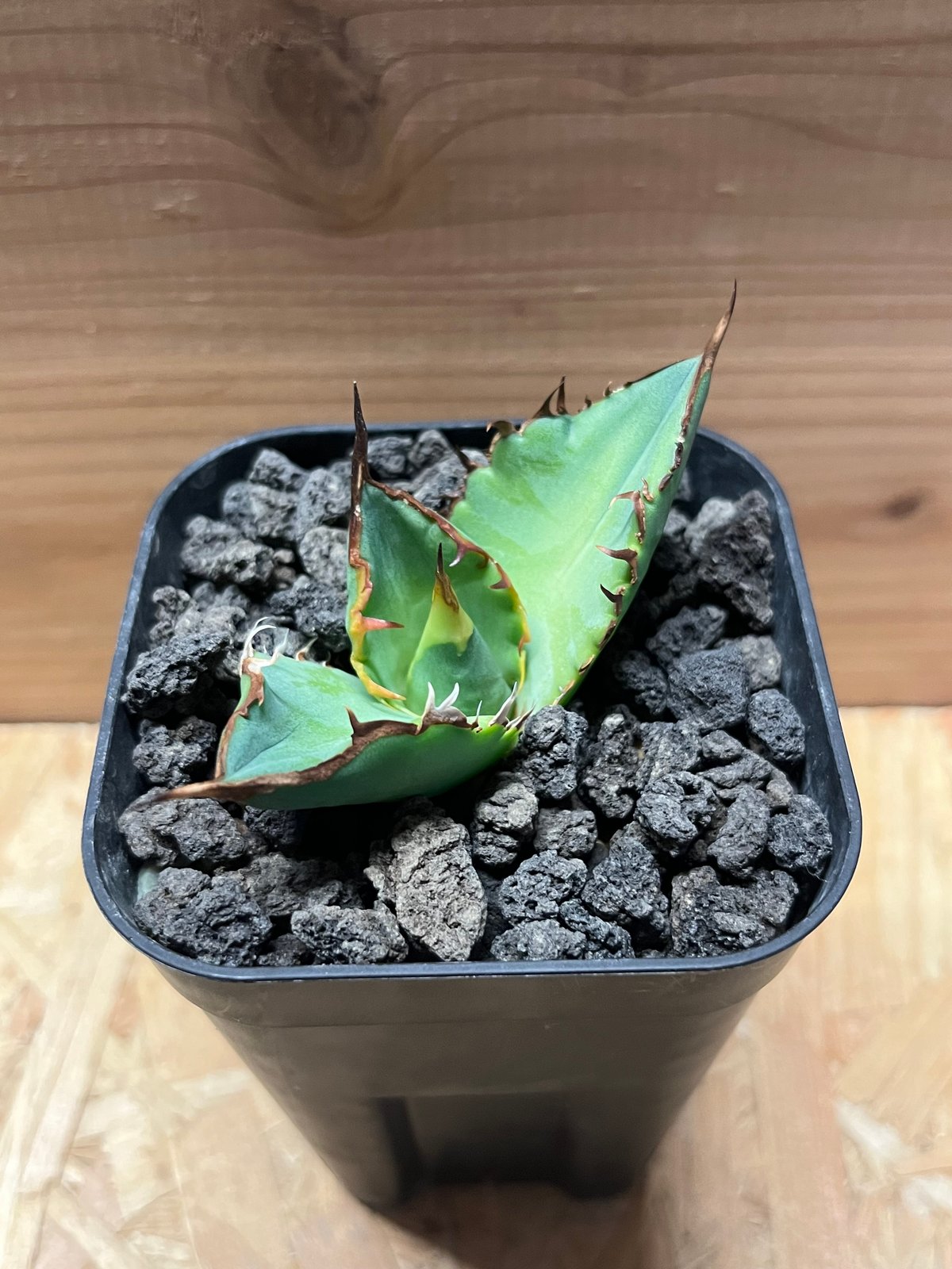 アガベ チタノタ イランボール | GREEN LUCK