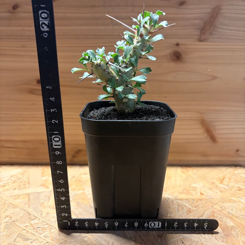 モンソニア クラシカウリス | GREEN LUCK