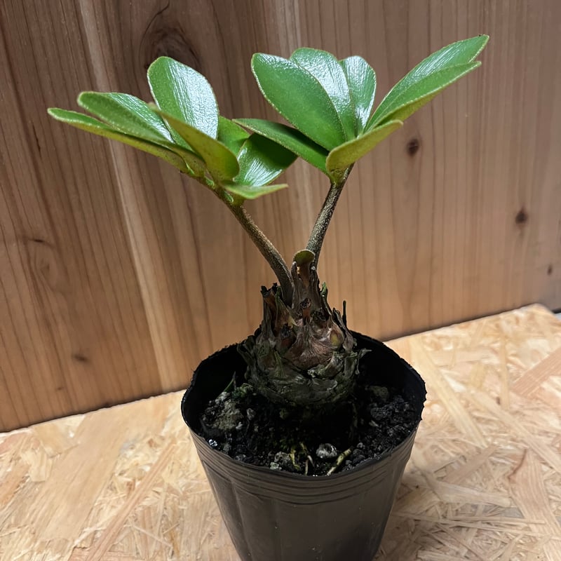 ザミア フルフラセア | GREEN LUCK