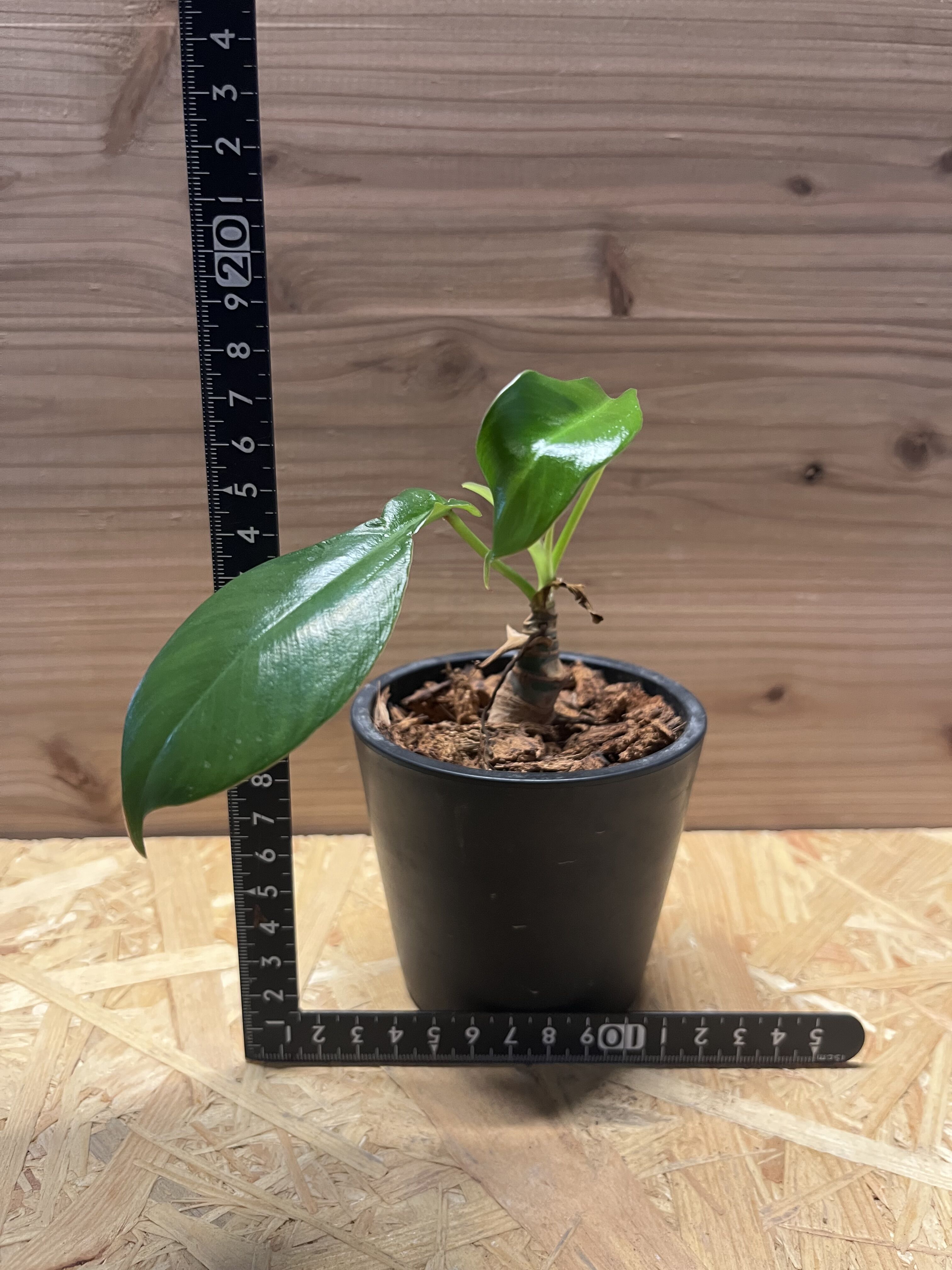 Philodendron joepii フィロデンドロンジョーピーカット苗11本 フィロデンドロ ジョーピー | GREEN LUCK