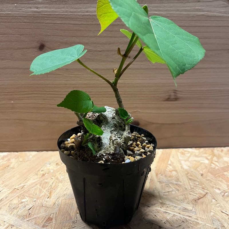 オオハマボウ | GREEN LUCK