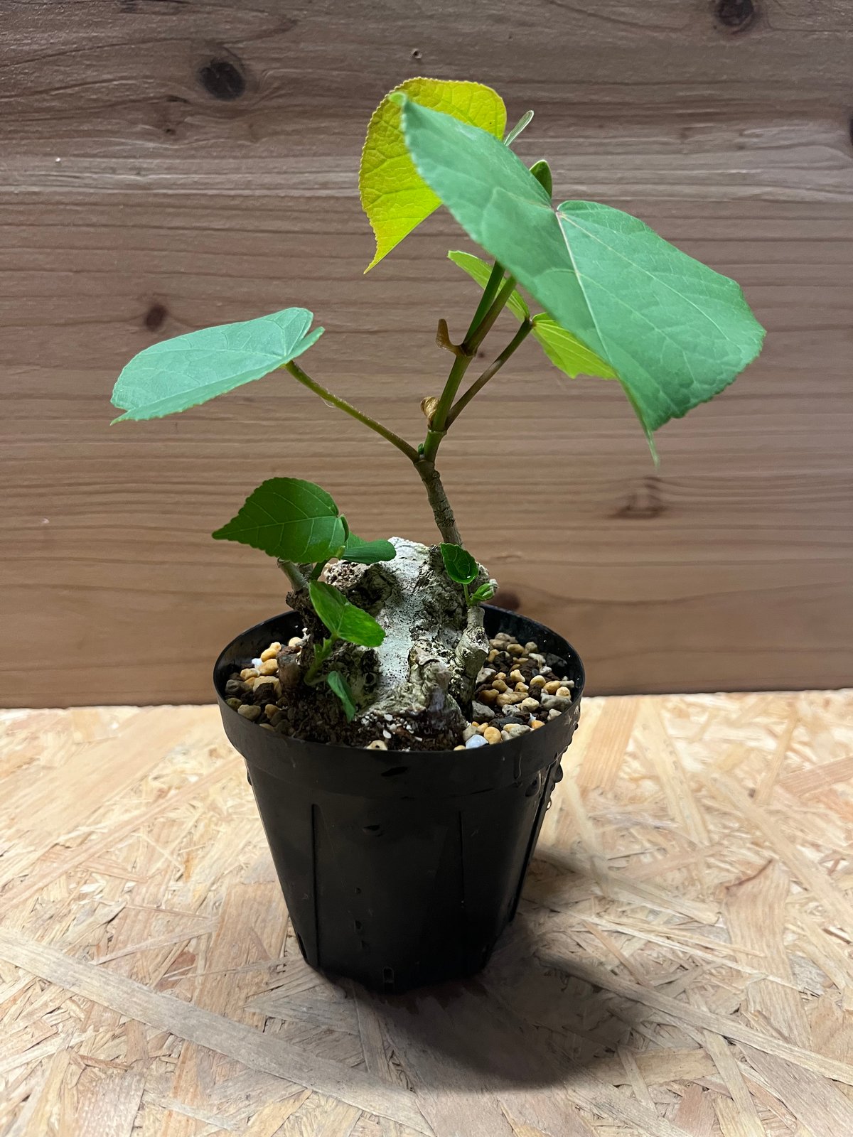 オオハマボウ | GREEN LUCK