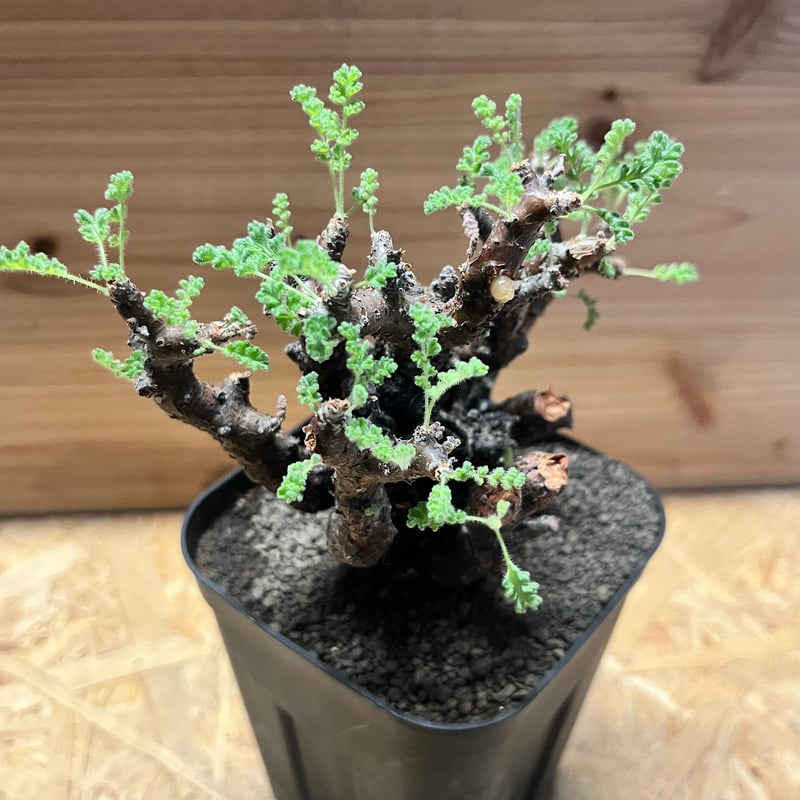 ペラルゴニウム アルテルナンス | GREEN LUCK