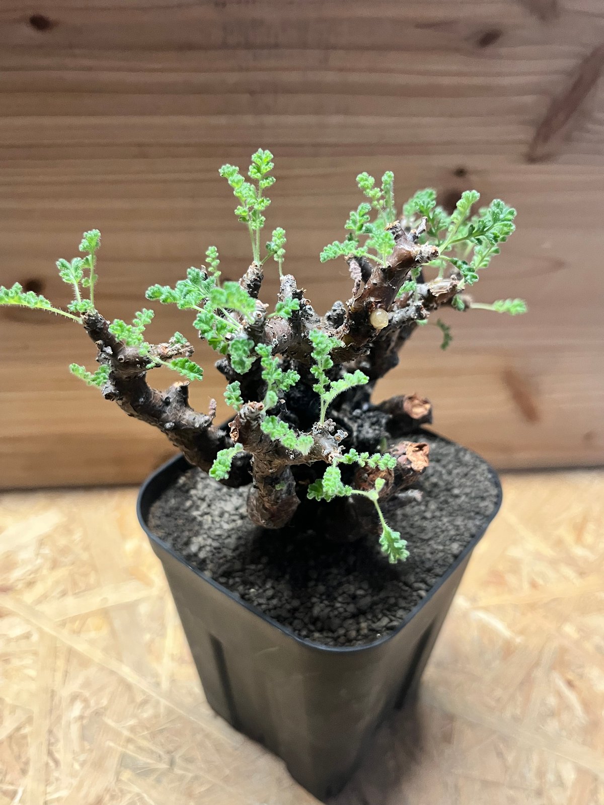 ペラルゴニウム アルテルナンス | GREEN LUCK