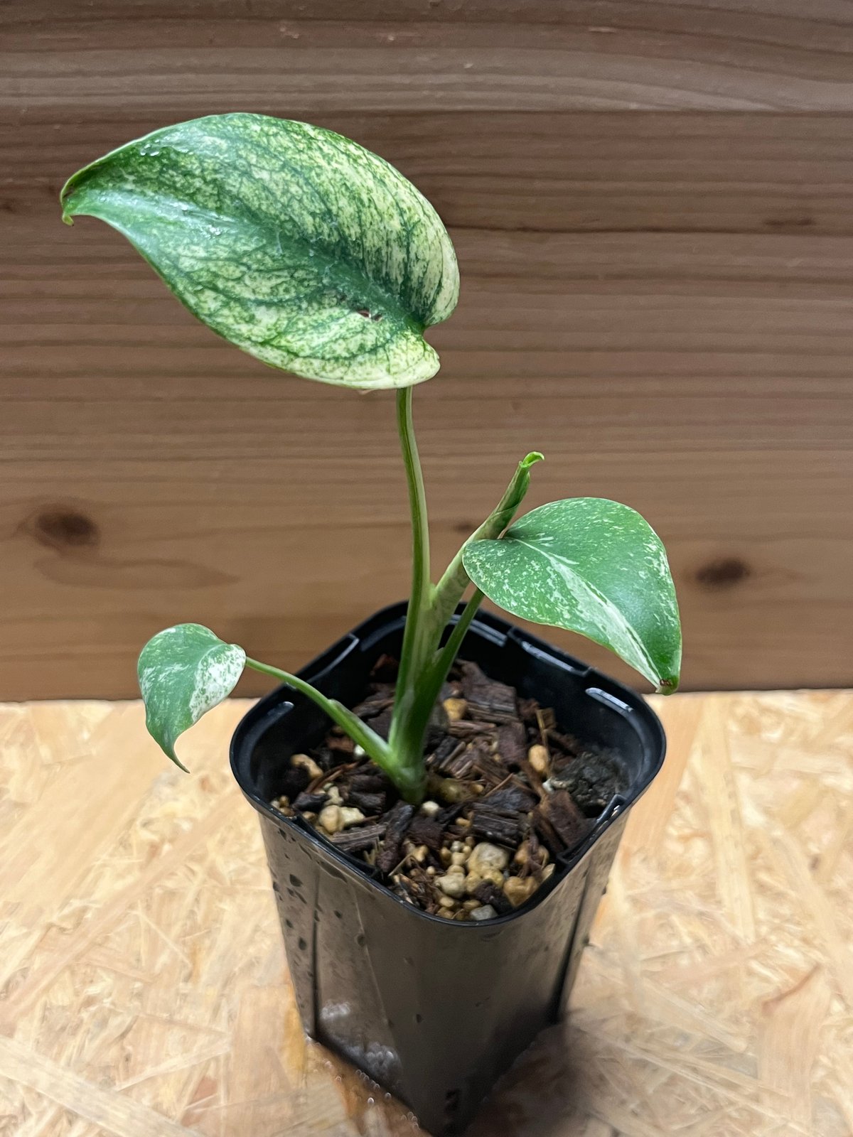 よ*ん様 【3577619】モンステラ デリシオーサ フルミント 斑入り よ*ん