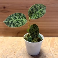 ジュエルオーキッド　マコデスペトラ