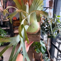 ビカクシダ 風神 | GREEN LUCK