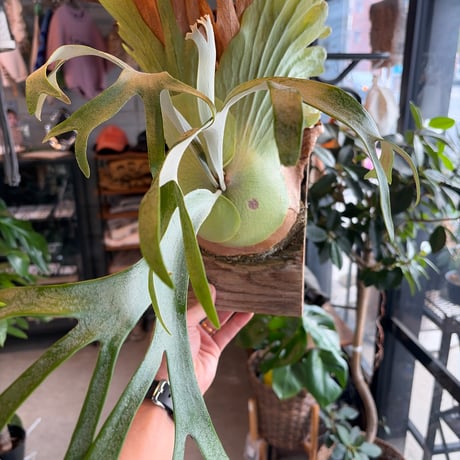 ビカクシダ | STORES